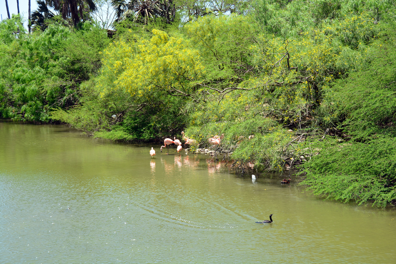 2014-04-23, 054, Gladys Porter Zoo, Brownsville, TX 