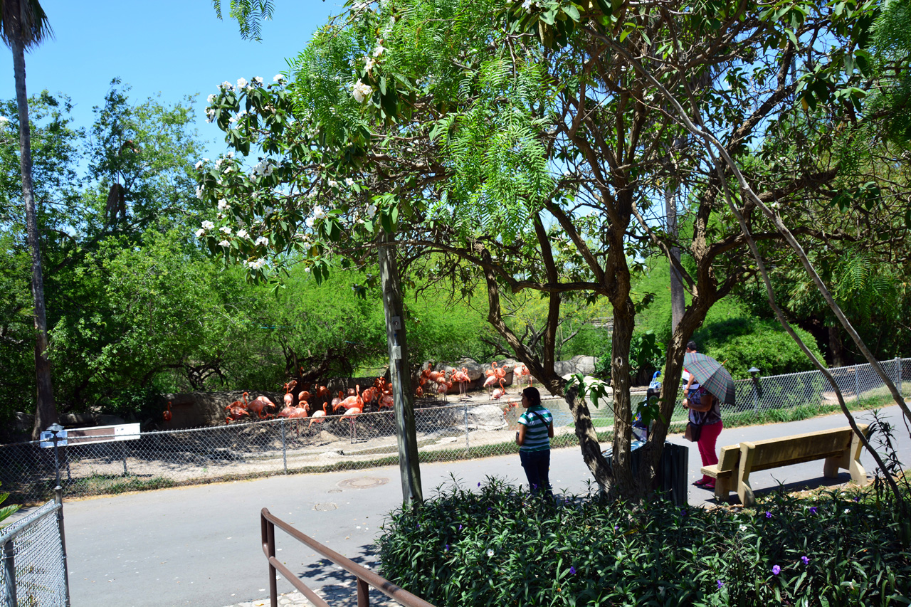 2014-04-23, 055, Gladys Porter Zoo, Brownsville, TX 