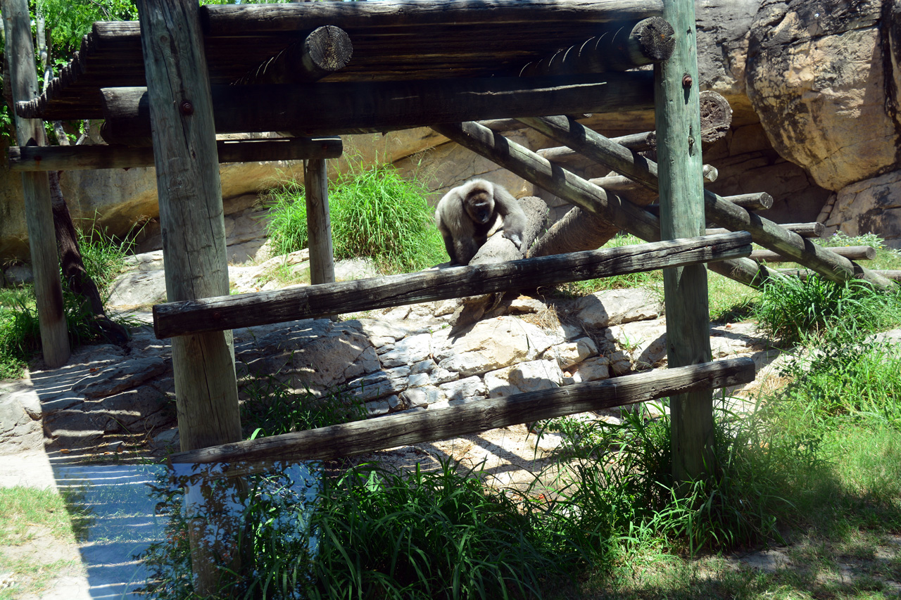 2014-04-23, 060, Gladys Porter Zoo, Brownsville, TX 
