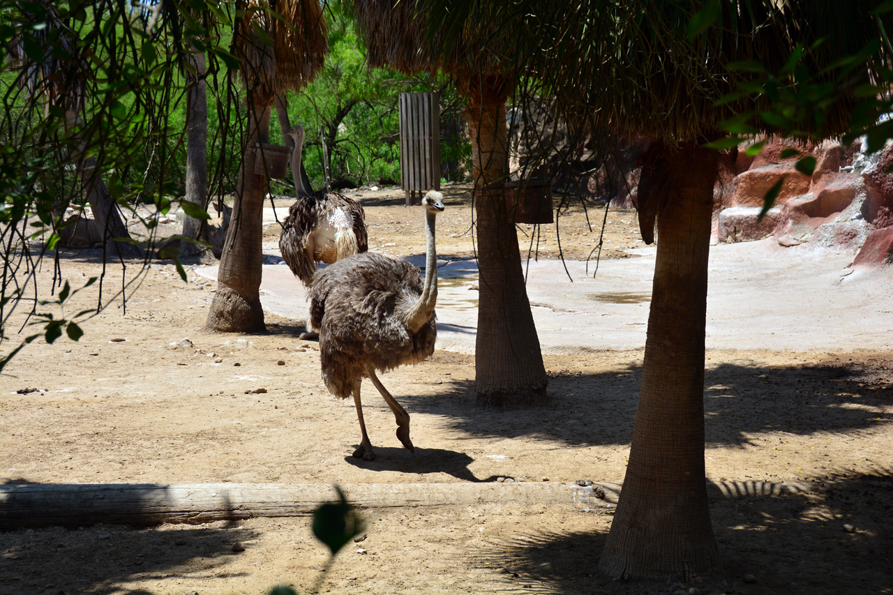 2014-04-23, 063, Gladys Porter Zoo, Brownsville, TX 