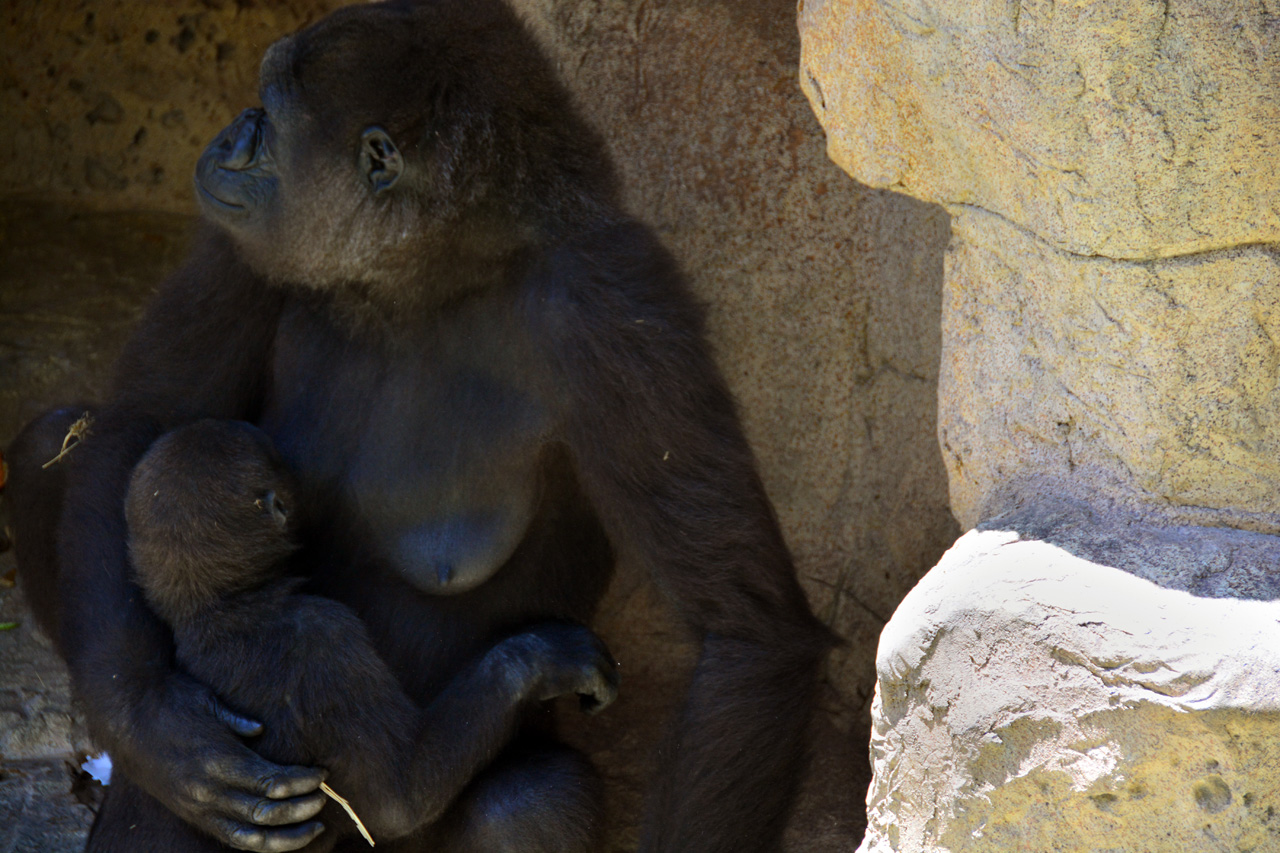 2014-04-23, 065, Gladys Porter Zoo, Brownsville, TX 