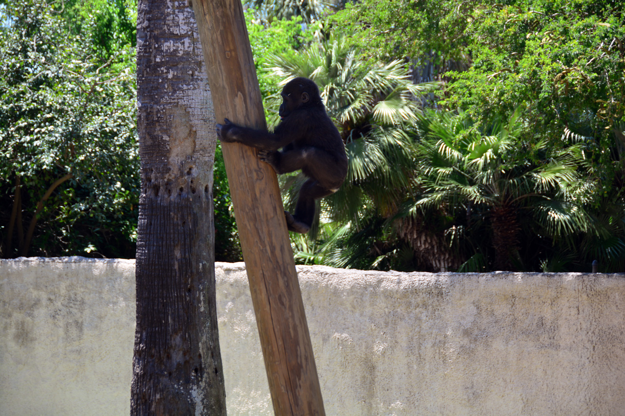 2014-04-23, 067, Gladys Porter Zoo, Brownsville, TX 