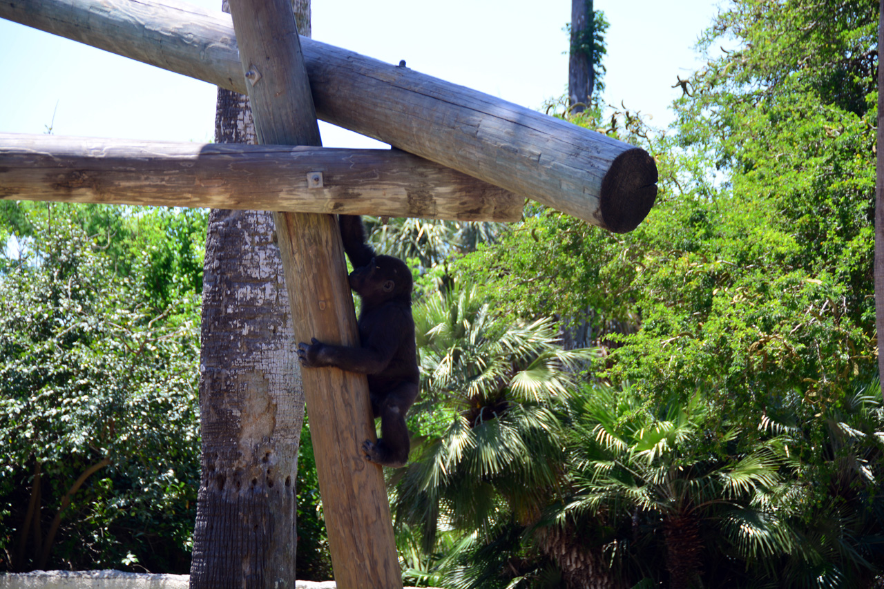 2014-04-23, 068, Gladys Porter Zoo, Brownsville, TX 