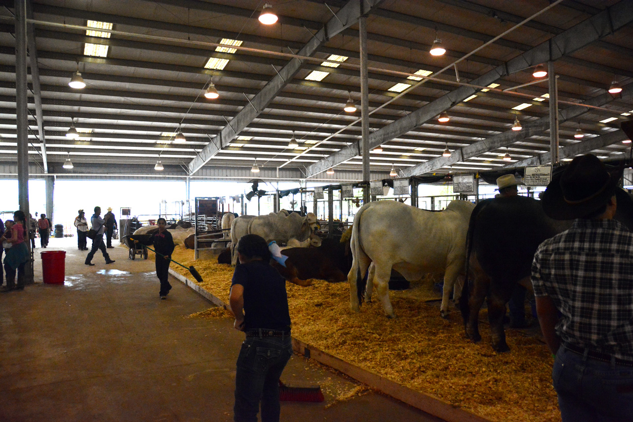 2014-03-14, 010, Judging of Steers, RGVLS, TX
