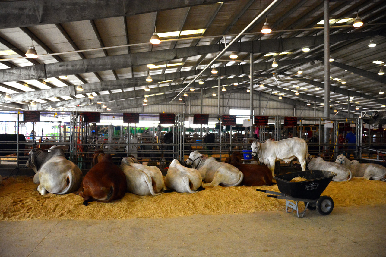 2014-03-14, 011, Judging of Steers, RGVLS, TX