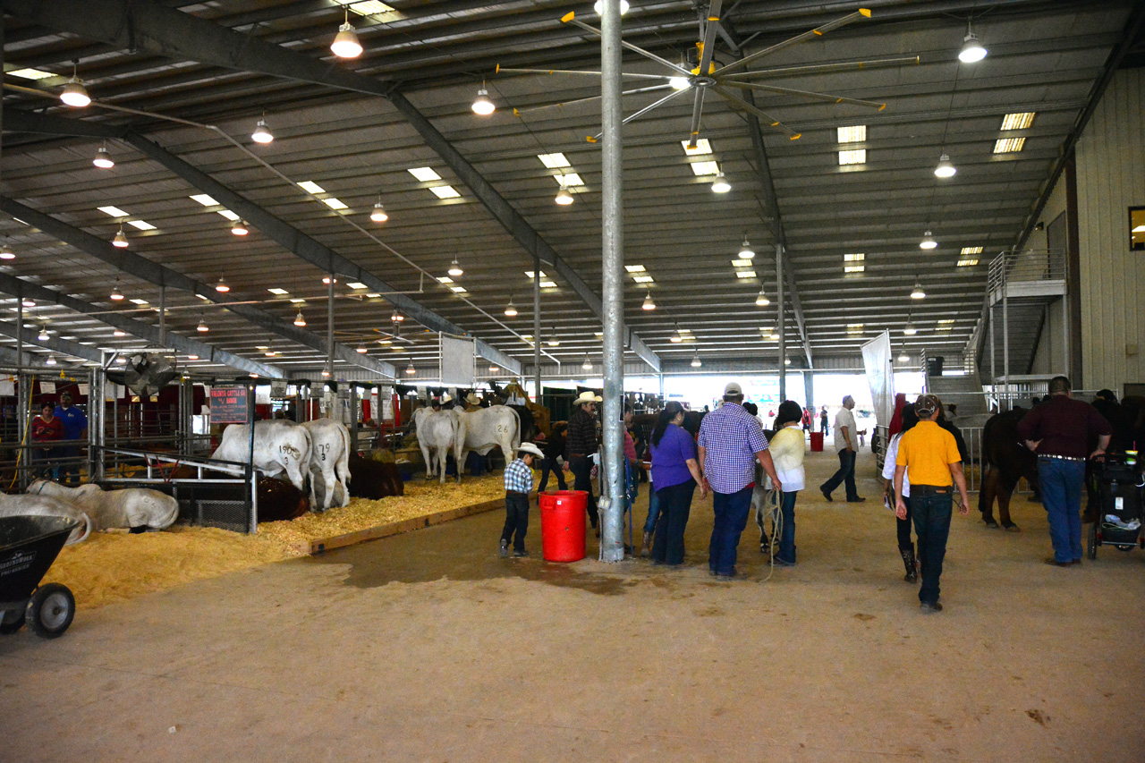 2014-03-14, 012, Judging of Steers, RGVLS, TX