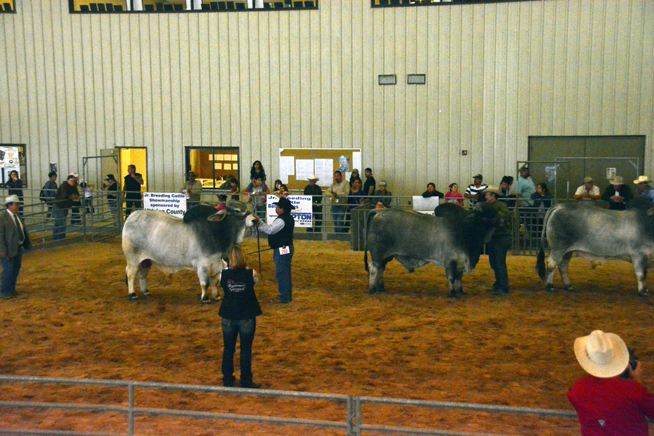 2014-03-14, 013, Judging of Steers, RGVLS, TX