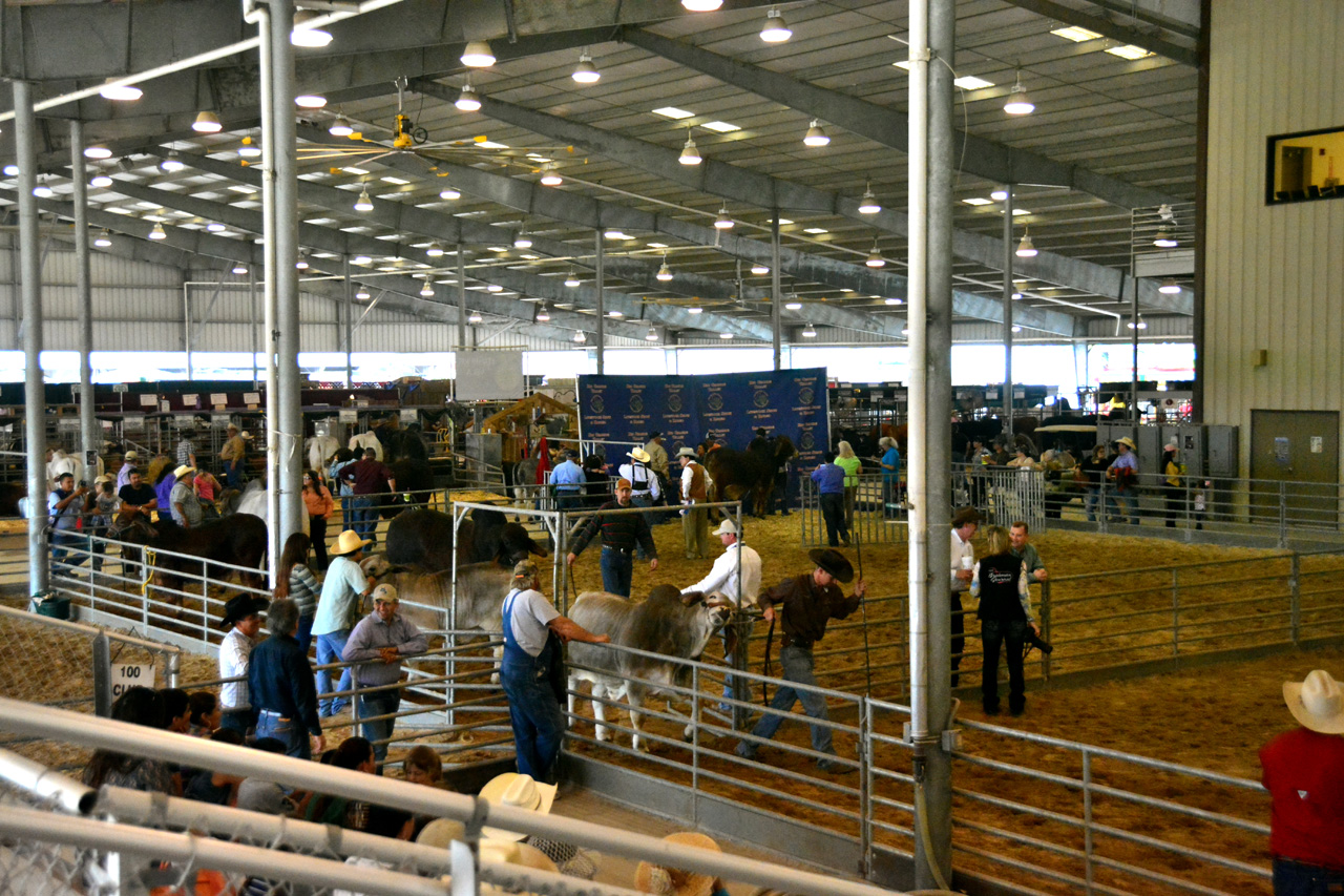 2014-03-14, 015, Judging of Steers, RGVLS, TX