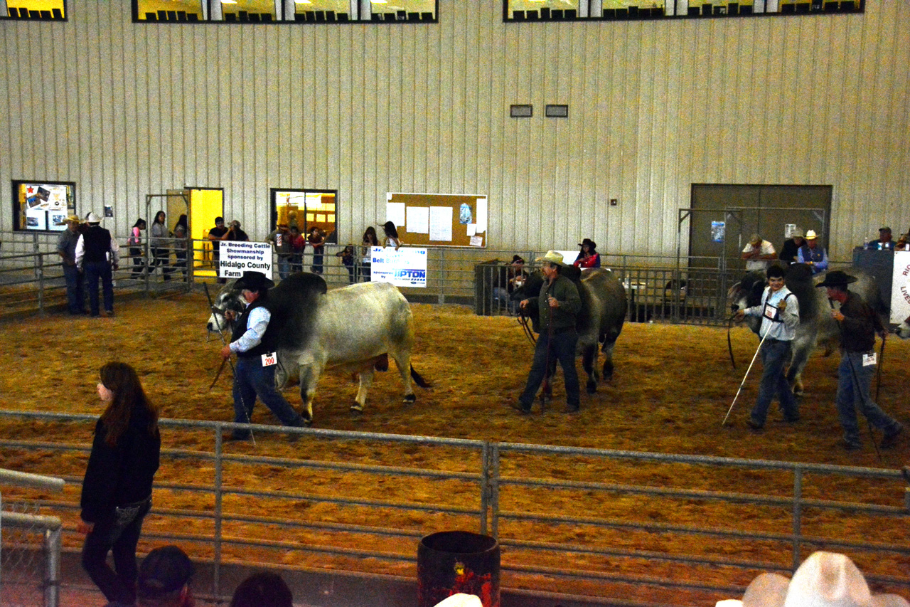 2014-03-14, 016, Judging of Steers, RGVLS, TX