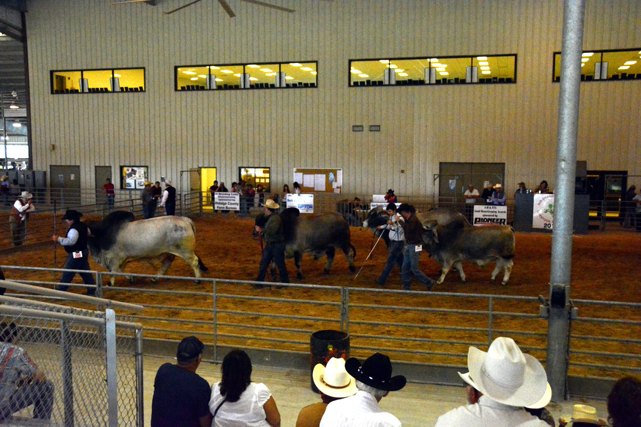 2014-03-14, 017, Judging of Steers, RGVLS, TX