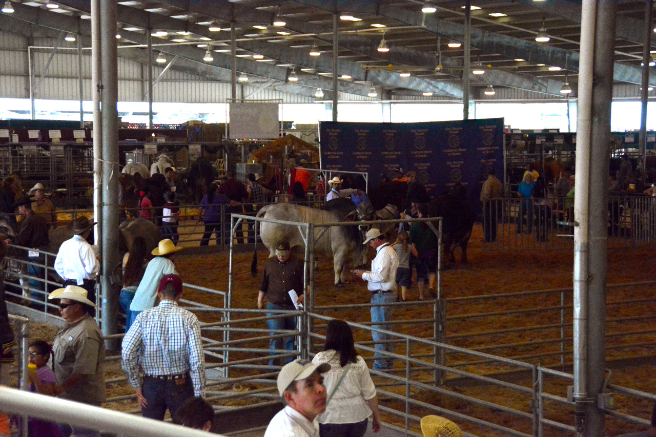 2014-03-14, 018, Judging of Steers, RGVLS, TX