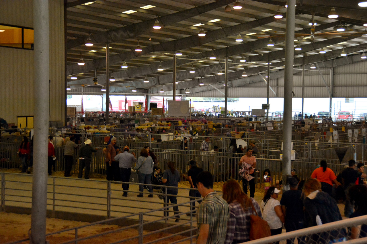 2014-03-14, 019, Judging of Steers, RGVLS, TX