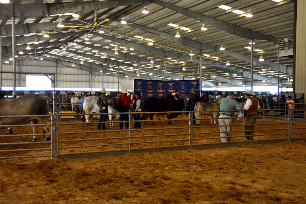 2014-03-14, 021, Judging of Steers, RGVLS, TX