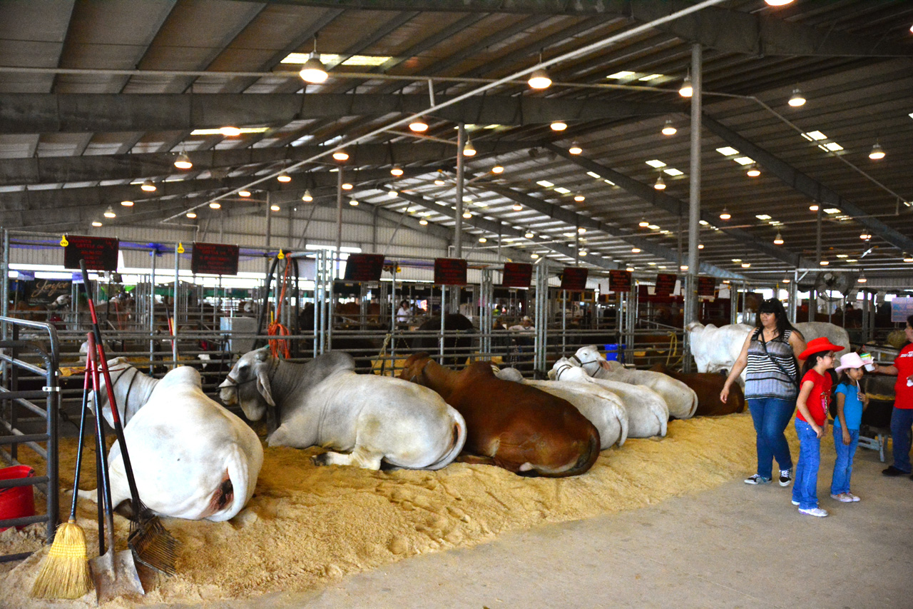 2014-03-14, 023, Judging of Steers, RGVLS, TX