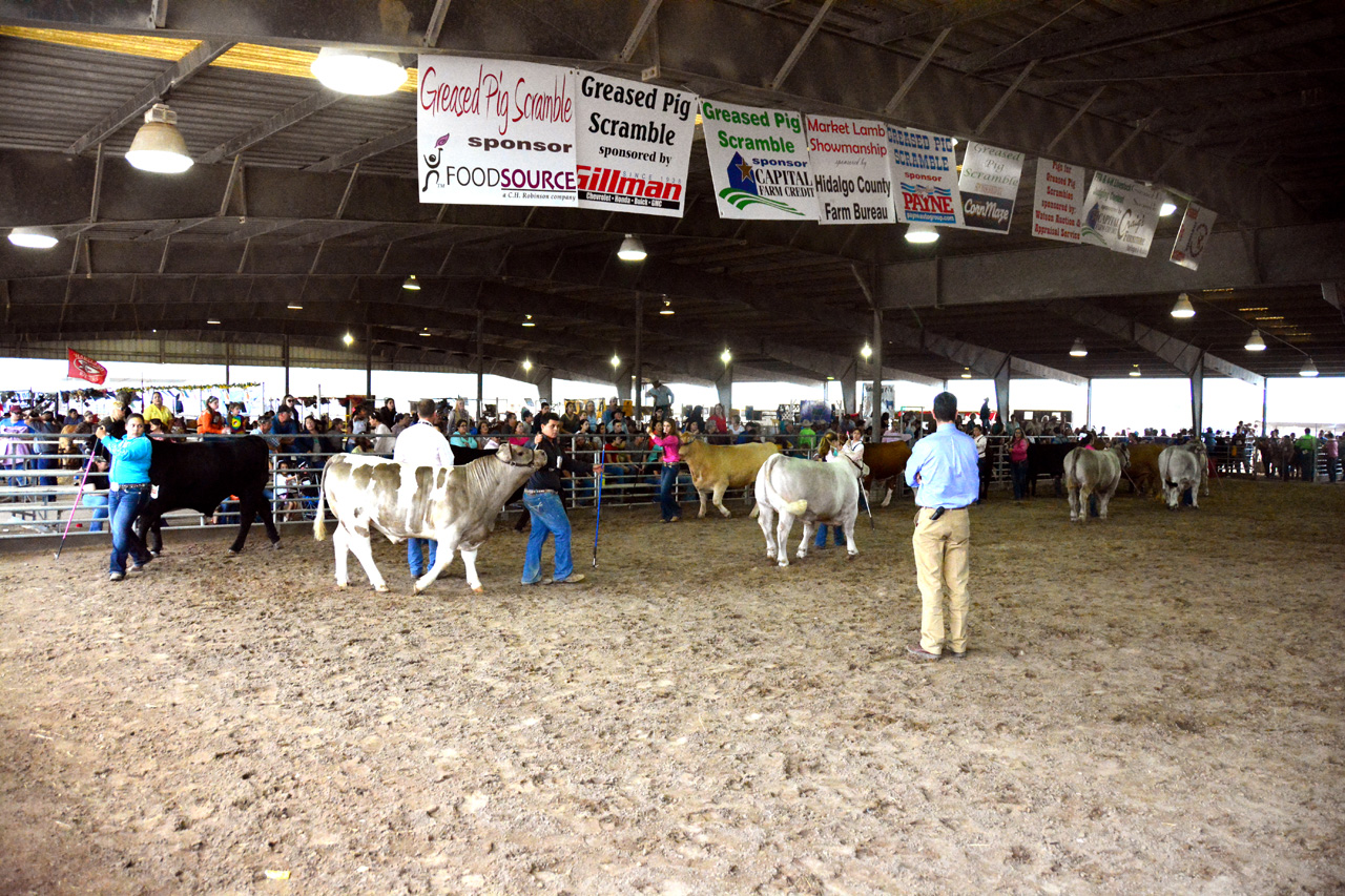 2014-03-14, 031, Judging of Steers, RGVLS, TX