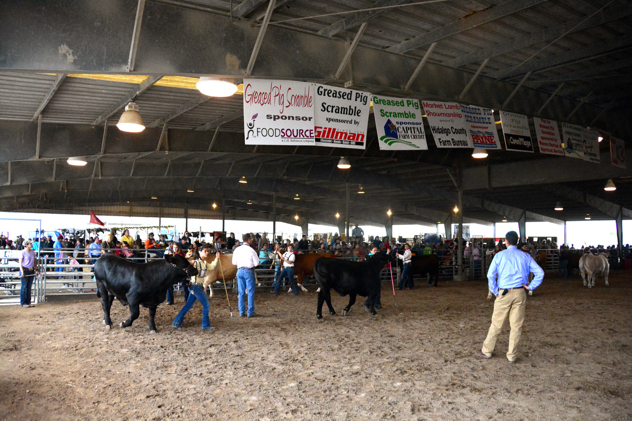 2014-03-14, 032, Judging of Steers, RGVLS, TX