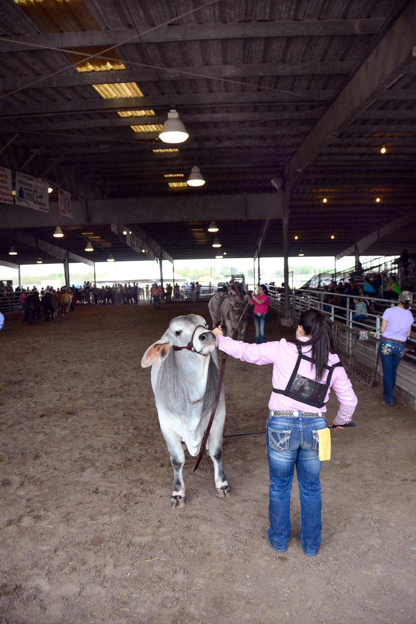 2014-03-14, 033, Judging of Steers, RGVLS, TX