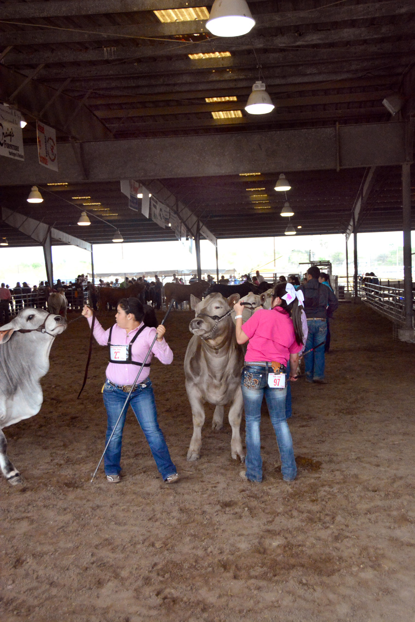 2014-03-14, 034, Judging of Steers, RGVLS, TX