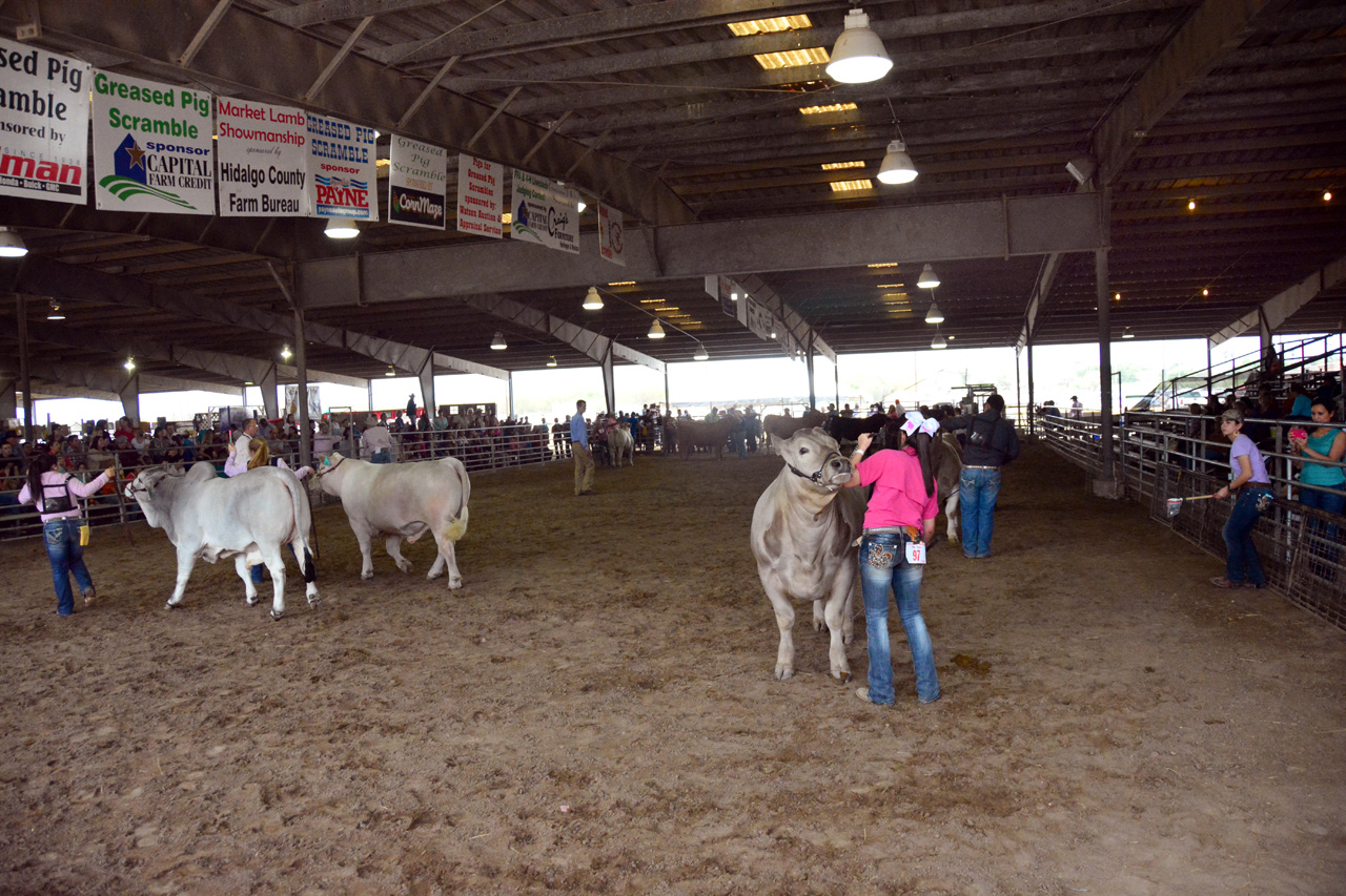 2014-03-14, 035, Judging of Steers, RGVLS, TX