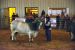 2014-03-14, 014, Judging of Steers, RGVLS, TX