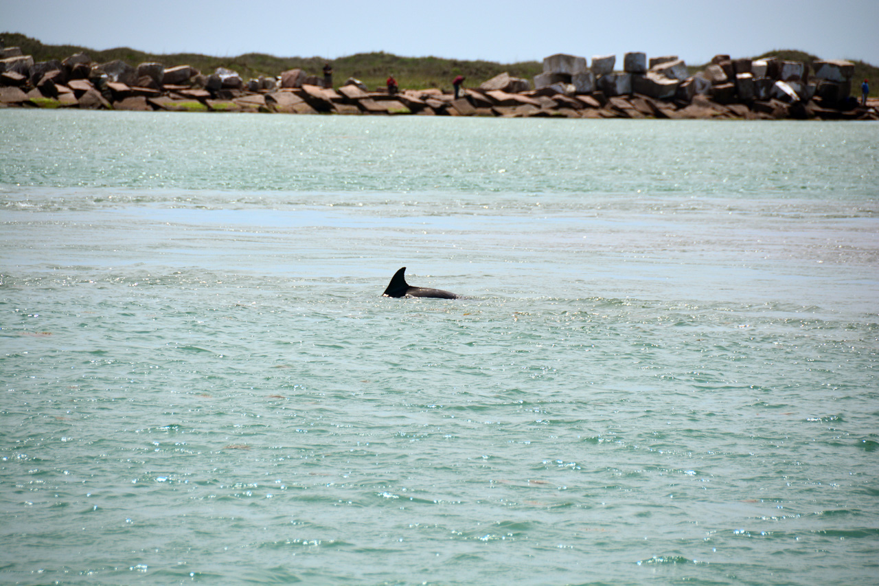 2014-04-09, 020, Dolphins, S Padre Island, TX