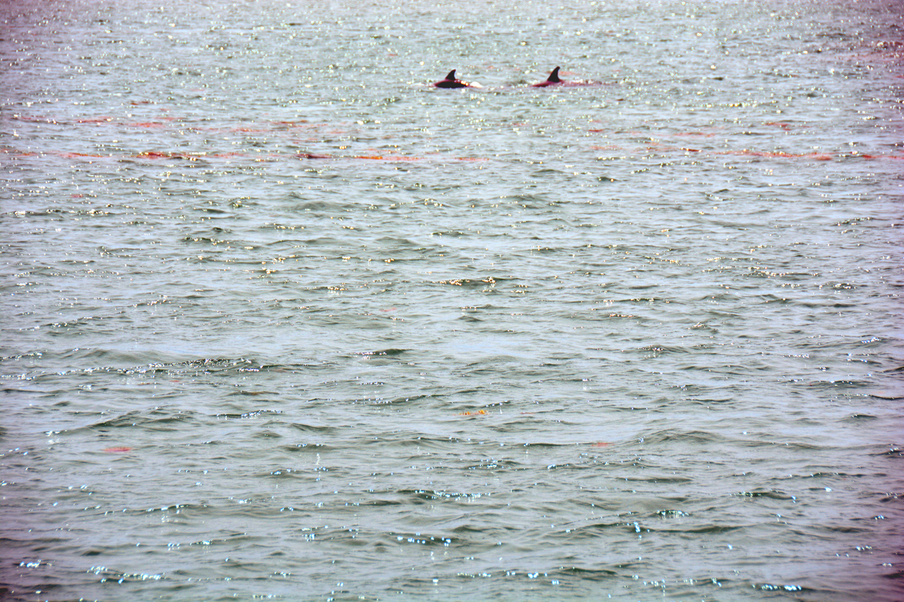 2014-04-09, 021, Dolphins, S Padre Island, TX