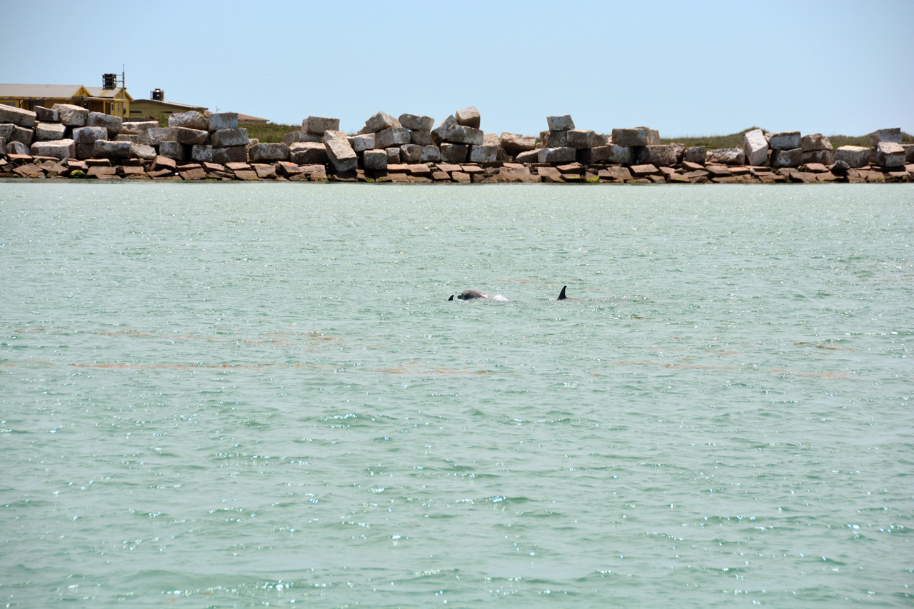2014-04-09, 022, Dolphins, S Padre Island, TX