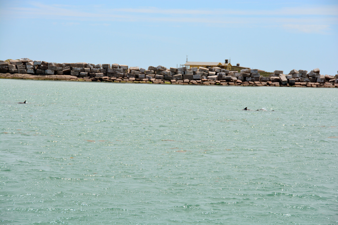 2014-04-09, 024, Dolphins, S Padre Island, TX