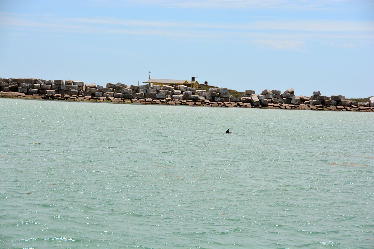 2014-04-09, 026, Dolphins, S Padre Island, TX