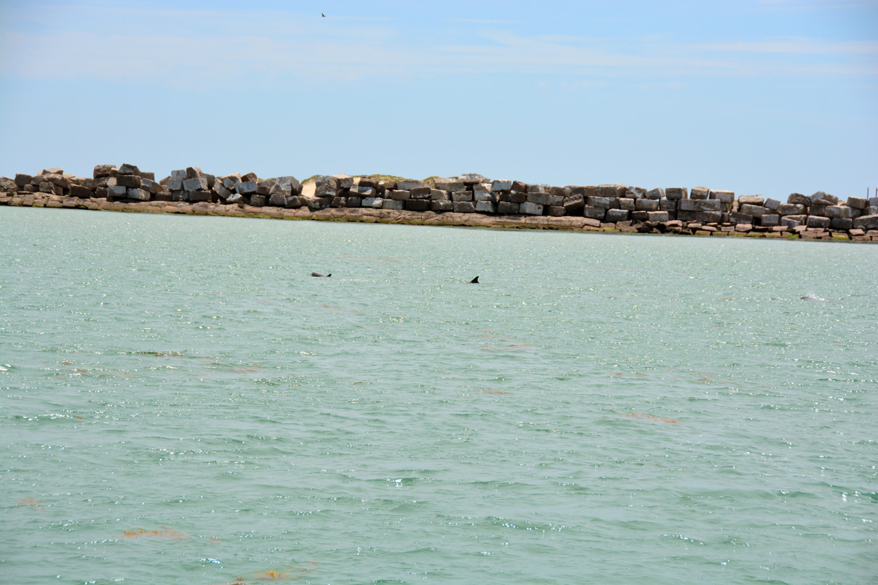 2014-04-09, 027, Dolphins, S Padre Island, TX