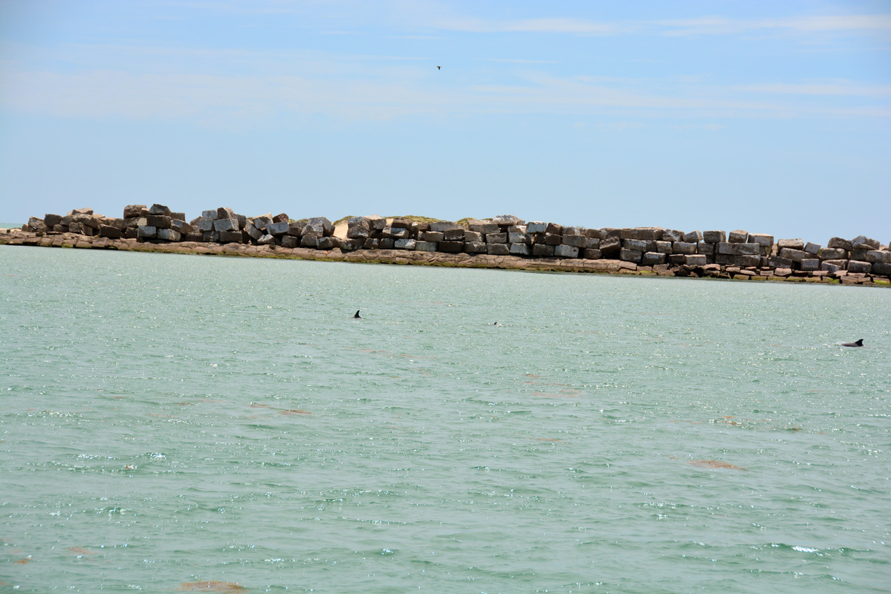 2014-04-09, 028, Dolphins, S Padre Island, TX