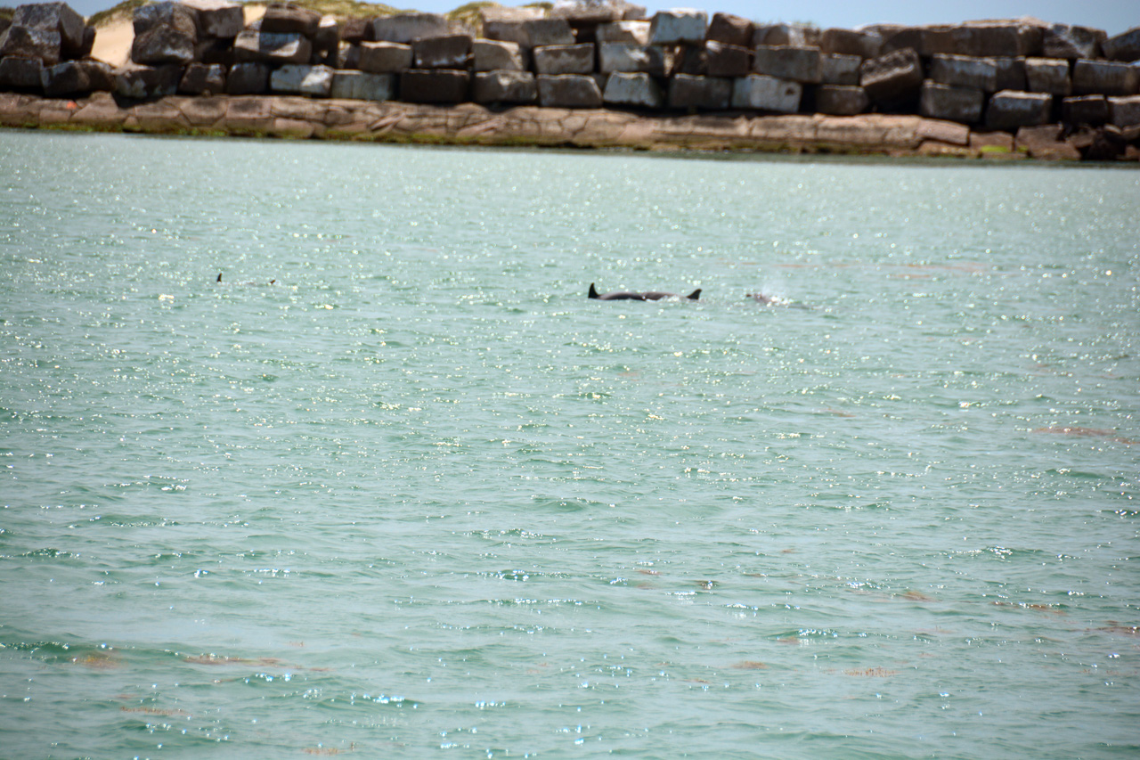 2014-04-09, 029, Dolphins, S Padre Island, TX