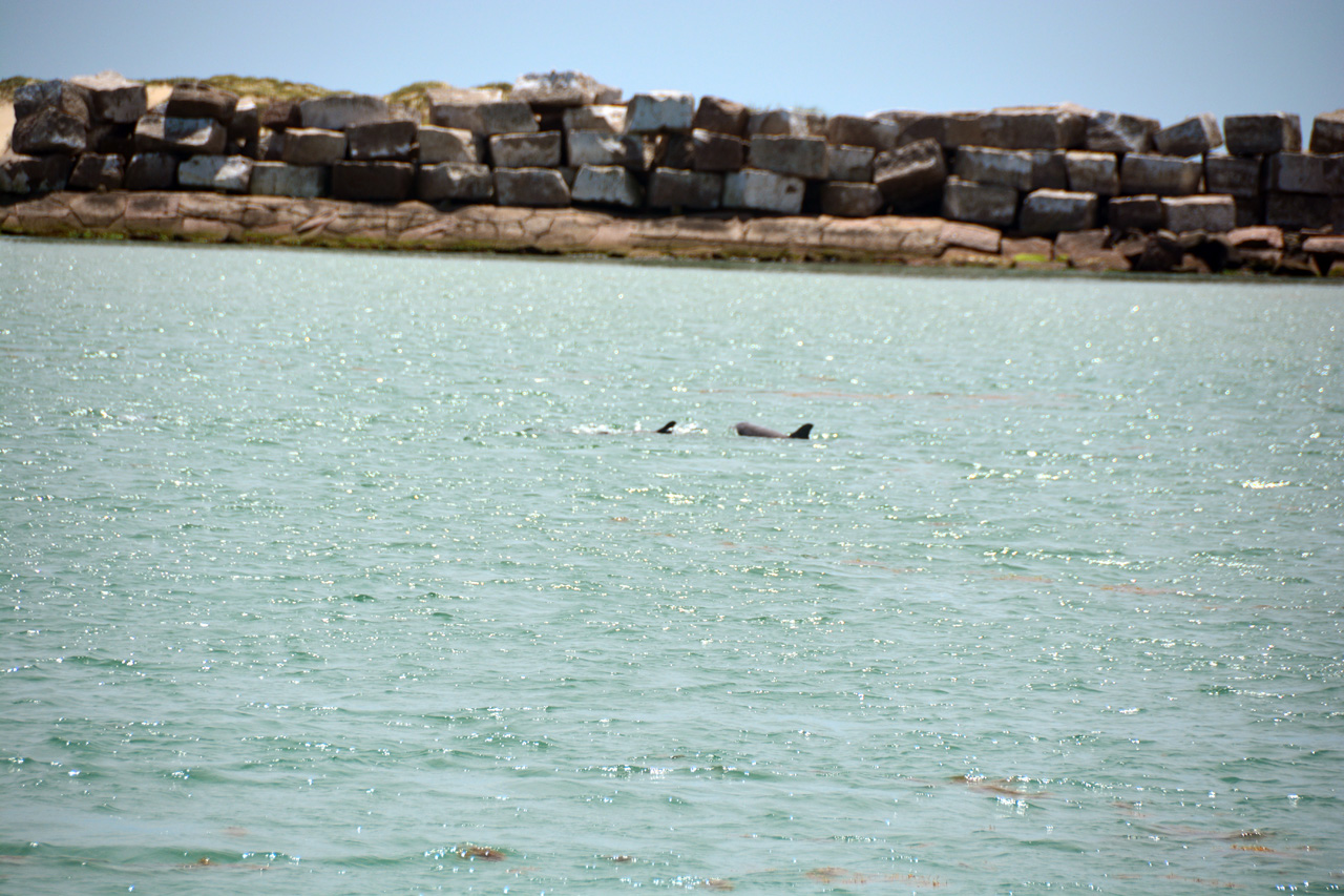 2014-04-09, 030, Dolphins, S Padre Island, TX