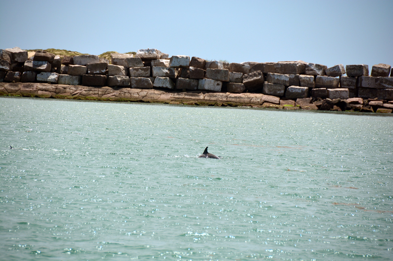 2014-04-09, 032, Dolphins, S Padre Island, TX