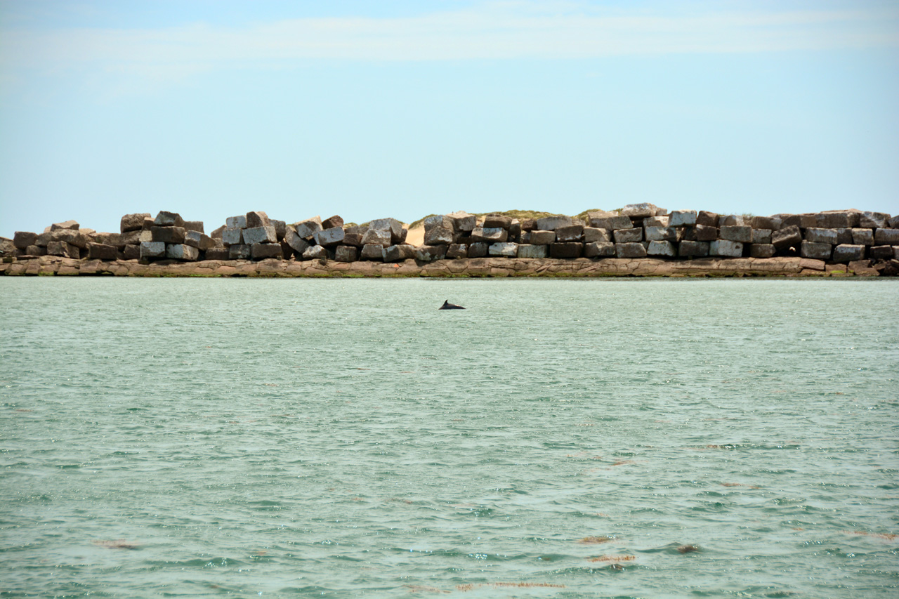 2014-04-09, 039, Dolphins, S Padre Island, TX