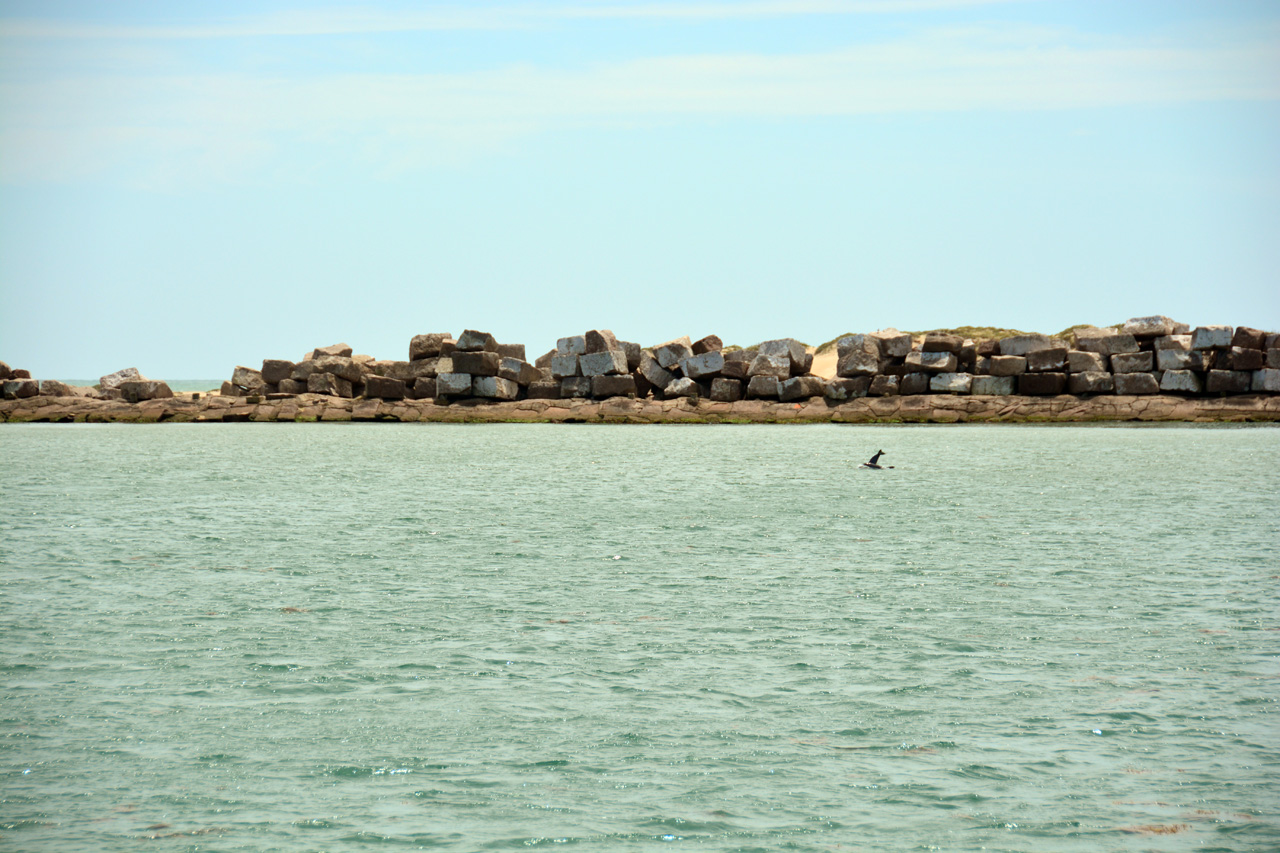 2014-04-09, 041, Dolphins, S Padre Island, TX