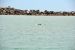 2014-04-09, 023, Dolphins, S Padre Island, TX