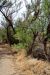 2014-05-09, 022, Tamarisk shrub