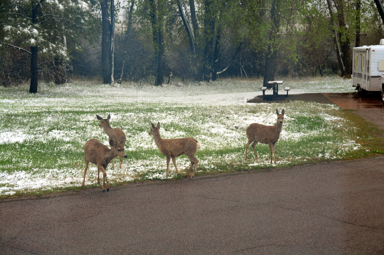 2014-05-11, 003, A Group of Deer pass by