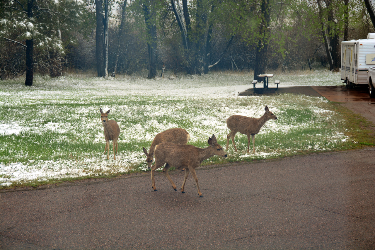 2014-05-11, 004, A Group of Deer pass by