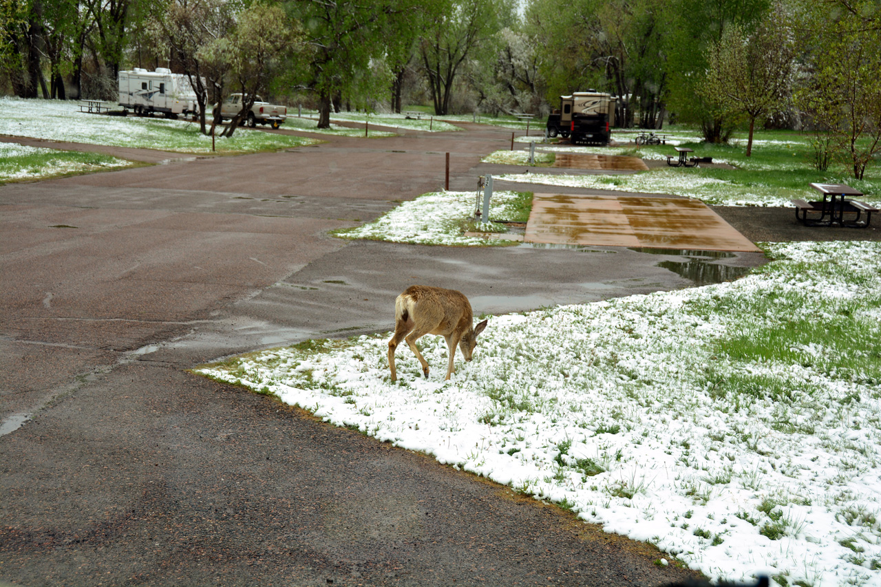 2014-05-11, 005, A Group of Deer pass by