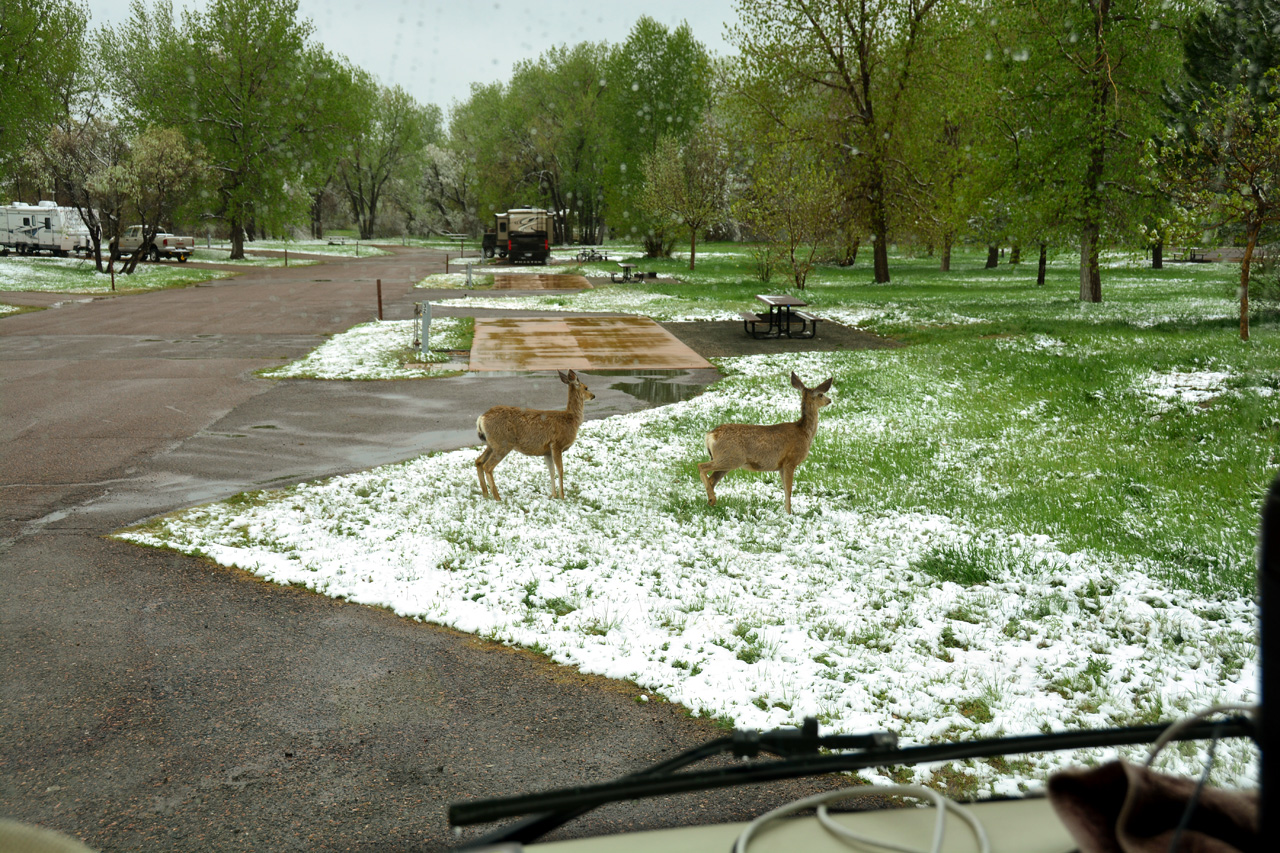 2014-05-11, 006, A Group of Deer pass by