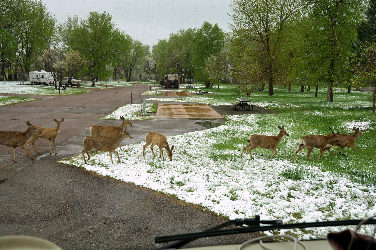 2014-05-11, 008, A Group of Deer pass by