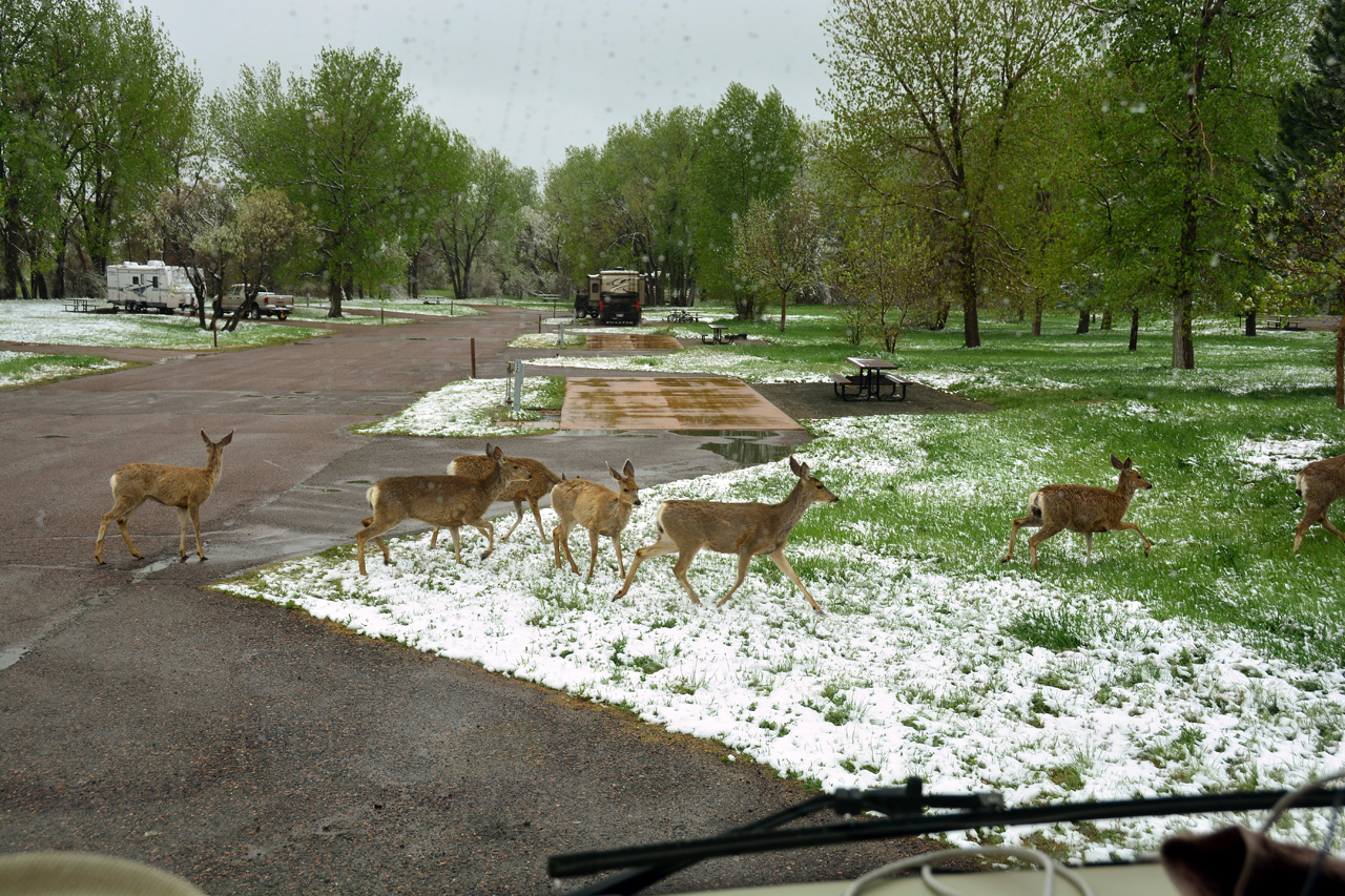 2014-05-11, 009, A Group of Deer pass by