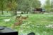 2014-05-11, 010, A Group of Deer pass by