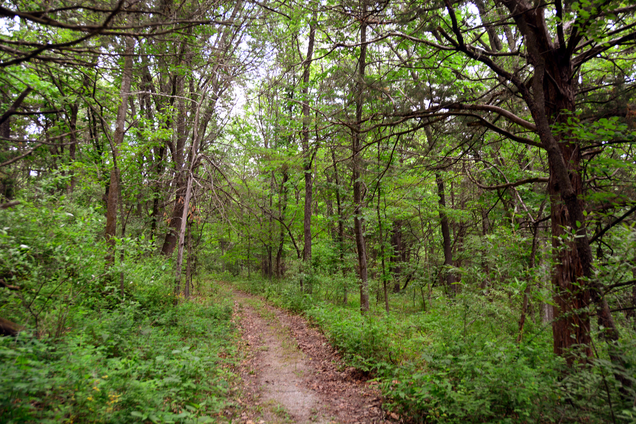 2014-05-24, 021, Along a Trail