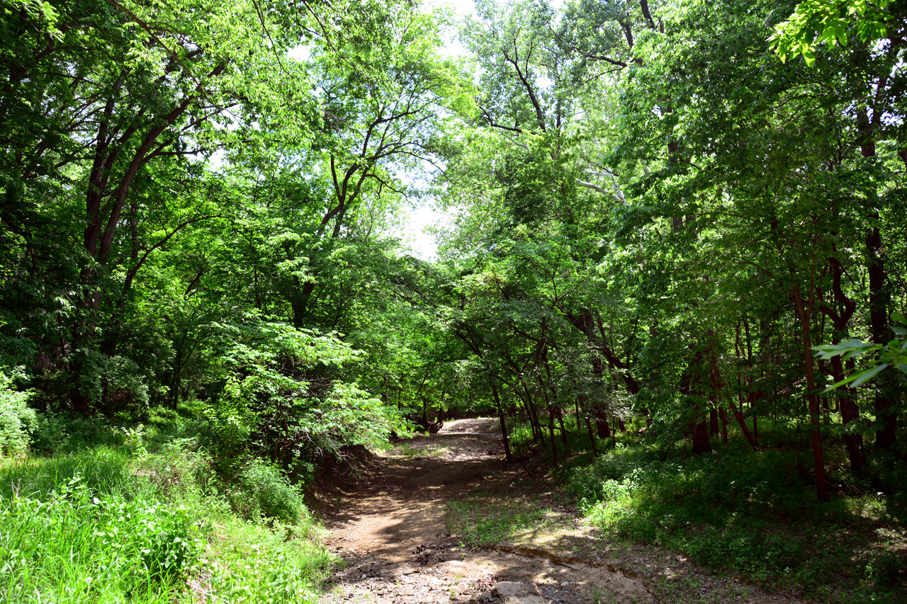 2014-05-24, 026, Along a Trail