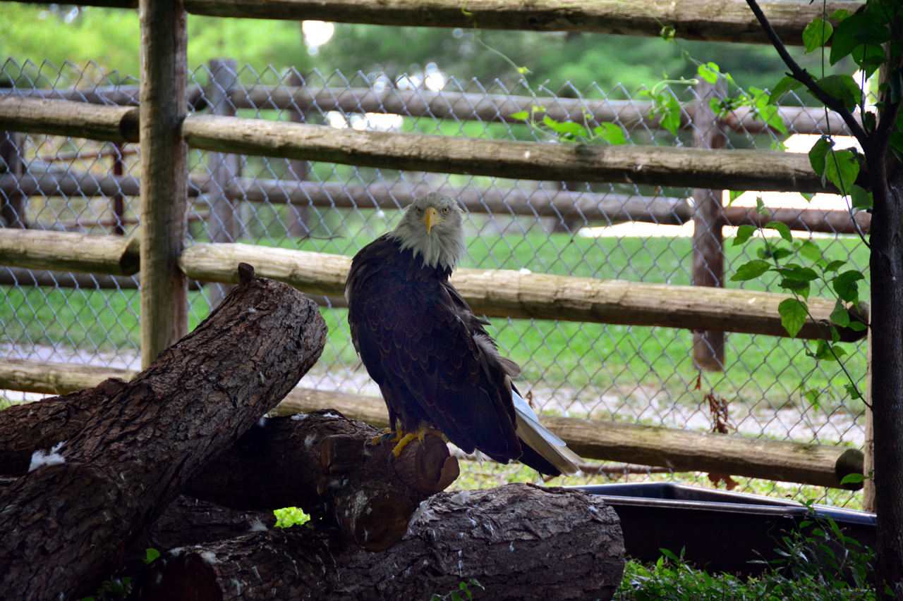 2014-07-04, 053, Grant's Farm, St Louis, MO