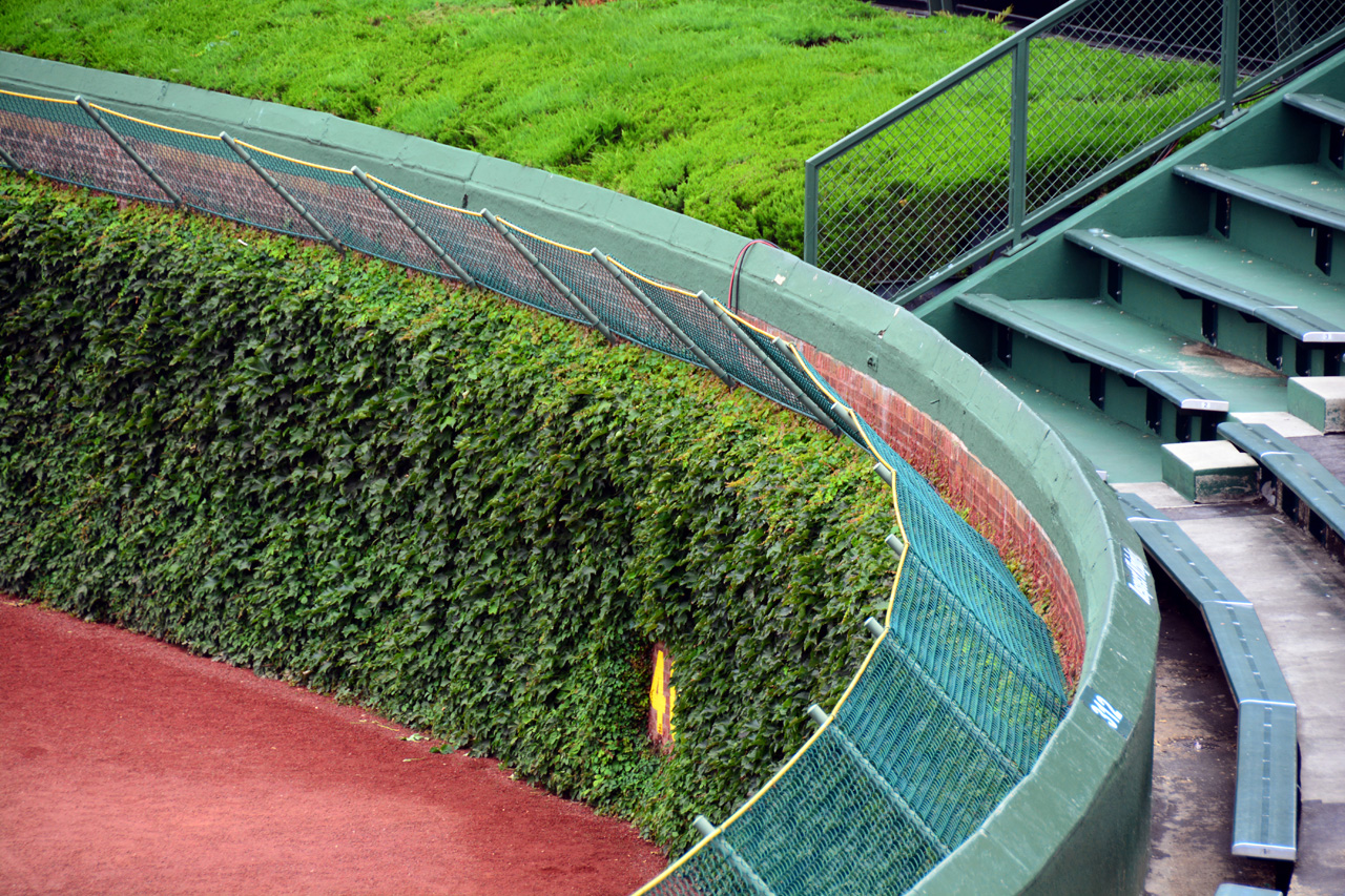 2014-08-03, 036, Wrigley Field, Ivy Wall