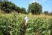 2014-08-29, 002, Picking Corn on my Birthday